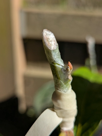 (May 1, 2025) Update -- The graft looks like it's beginning bud swell!