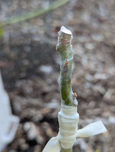 (May 1, 2025) Update -- Hint of bud break for the graft on #302.
