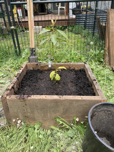 (May 4, 2025) Planted in Kingston -- New growth. Planted on mound to mitigate for high water table. West side of house and mid-slope. Puget Sound about 200 yards to the east.