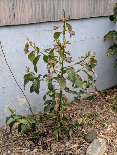 (May 7, 2025) Update -- Did remarkably well over the winter considering it was unprotected other than the close placement to the house foundation. The branches closest to the house show essentially zero damage and are well into their spring flush, while the rest of the canopy lost the tender growth and suffered moderate leaf damage on the most exposed bits. Winter low of 22.4F.