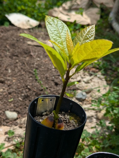 (May 12, 2025) Tree assigned -- ...and distributed.