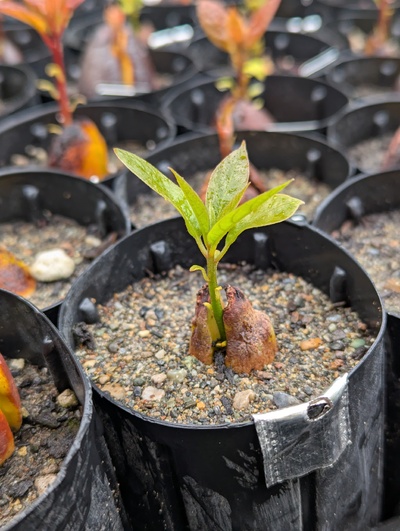 (May 13, 2025) Update -- Sprouting nicely