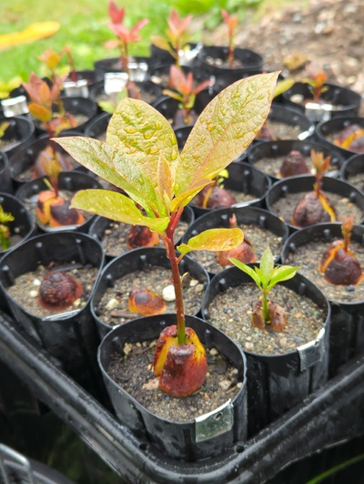(May 13, 2025) Update -- One of the largest seedlings of this batch of Lakshmi seeds
