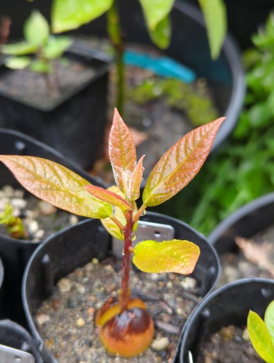 (May 13, 2025) Update -- Starting to grow more vigorously now.