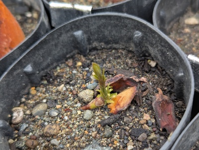 (May 16, 2025) Update -- Sprouting, but looks like the seed is running out of energy before the first flush has gained much steam.