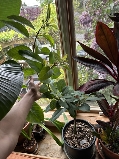 (May 16, 2025) Lots of growth on successful graft -- tree is nearly 3 feet tall and growing quickly.