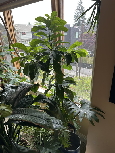 (May 16, 2025) Post flowering update -- About 5+ feet tall, sadly no fruit stuck on the tree.