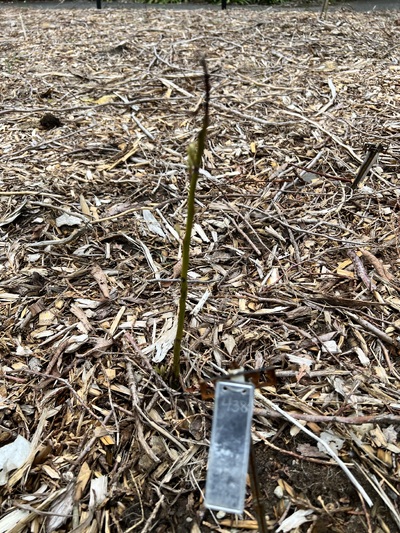 (May 18, 2025) Spring Update  -- #438 lost all of its leaves, but it survived the winter with no additional care. Currently sprouting a new set of leaves for the spring. 