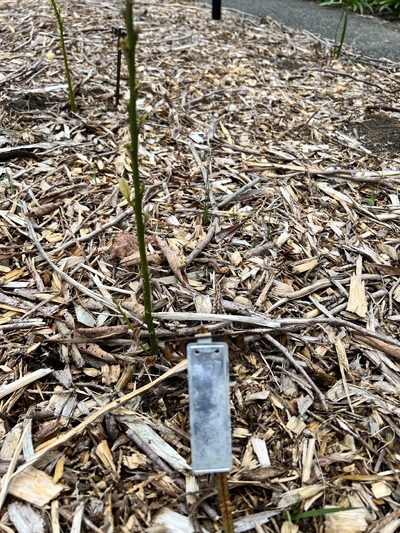 (May 18, 2025) Spring Update  -- #437 survived the winter, but lost all of its leaves. Currently sprouting new leaves for spring. 