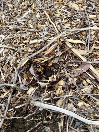 (May 18, 2025) Spring Update  -- #331 is dead, and I no longer see the trunk rooted where it was planted. 