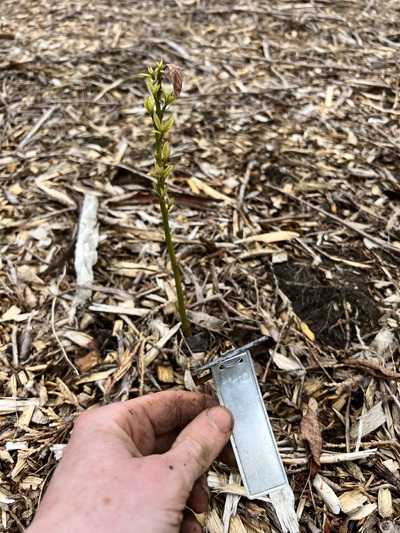 (May 18, 2025) Spring Update  -- #440 lives! It survived the winter, losing all of its leaves, but is vigorously regrowing a new set for spring. 