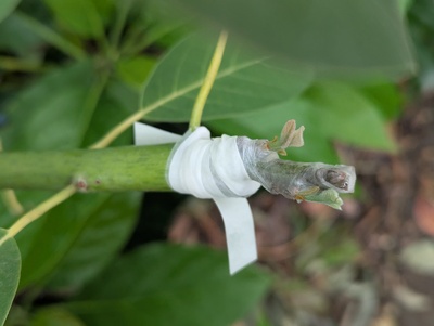 (May 20, 2025) Update -- Graft on the greenhouse tree appears to have taken 