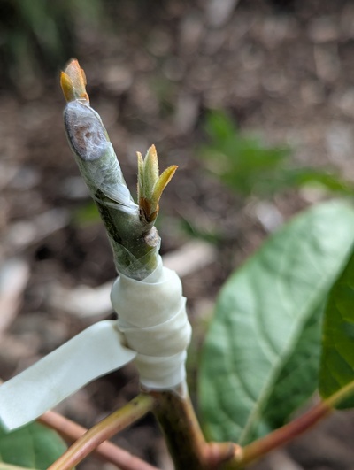 (May 20, 2025) Update -- Graft appears to have taken.