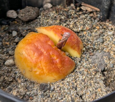 (May 22, 2025) Update -- Photo is actually from yesterday, but it's started sprouting already!