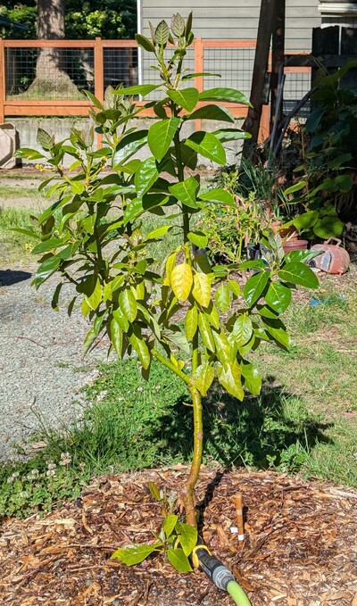 (May 30, 2025) Update -- Both the rootstock and the Poncho graft are pushing a nice flush this spring as we head into early summer.