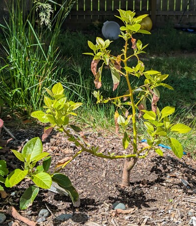 (May 31, 2025) Update -- The graft ended up losing most of its leaves but keeping most of the stems, and is in the midst of the new flush.