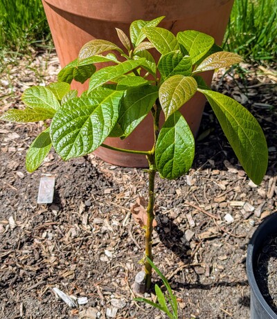 (May 31, 2025) Update -- Despite some visible damage to stems, the tree appears to have recovered well enough and seems intent on keeping the stems.