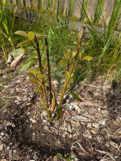 (June 5, 2025) Update -- Stems survived somewhat but it's been slow to fill back in.