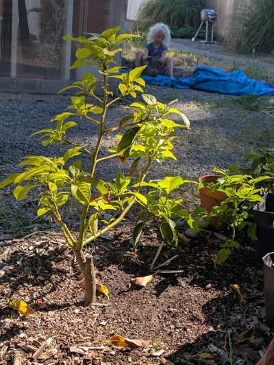 (June 9, 2025) Update -- The graft started flushing more noticably in the last few days, but no sign of any branches volunteering on the rootstock.