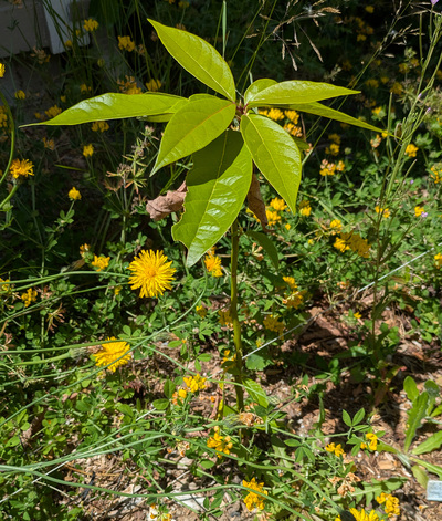 (July 3, 2025) Summer Update -- This tree shook off a LOT of leaf damage and has leafed out great in the summer warmth!