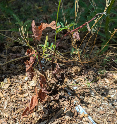 (July 3, 2025) Summer Update -- This tree is dead. no signs of green growth.