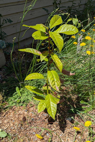 (July 3, 2025) Summer Update -- It's holding too hard to partially damaged leaves, but overall new growth looks great. Lost no vertical leading height.