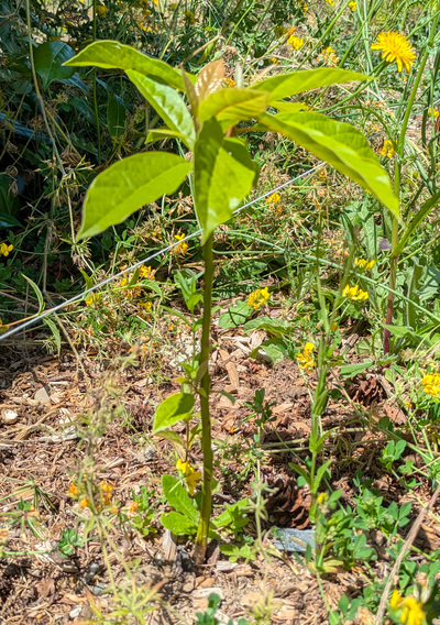 (July 3, 2025) Summer Update -- Lost most of it's prior leaves. GREAT new leaf growth coming in! No loss of leader height.