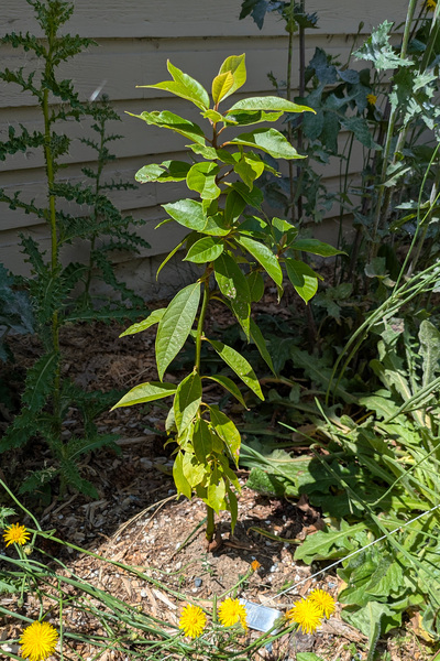 (July 3, 2025) Summer Update -- 414 continues to be a strong stunner! My tallest trial tree, and it's starting to form a secondary branch! Excellent leaf growth, and most of it's leaves survived the winter with minimal damage.