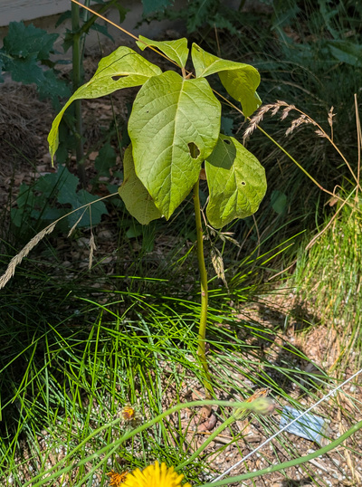 (July 3, 2025) Summer Update -- Lost all prior leaves, growing from upper area, didn't loose main leader. Healthy leaves, but a bit droopy, not a lot of them.