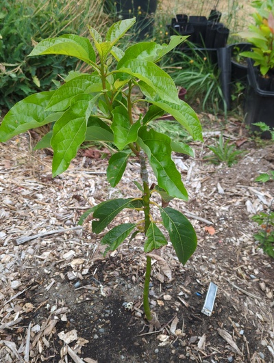 (photo taken July 22, 2025)