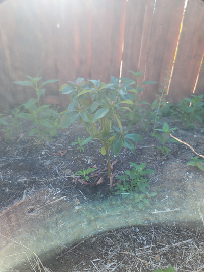 (July 26, 2025) Photo Update -- Doing great!


Leaves had barely any sign of damage or stress from the cold snap. It transplanted beautifully and continues to grow. There were even a few flowers a few months ago.
