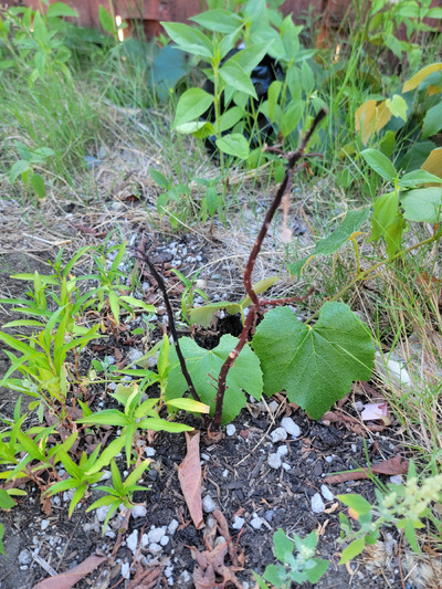 (July 26, 2025) Sudden death? -- This plant had much more leaf damage from winter than the other one. However, all seemed great with the recovery and I put it in ground a few months ago. A new flush was coming in but one branch kind of dried out. Everything seemed normal until about a week ago. Suddenly all the leaves fell and within a short time, the main trunks were all black and with no leaves! Really a stunning deterioration in such a short time. I hope it will grow back from the roots. The tree in the same exact soil a few feet away is doing great.