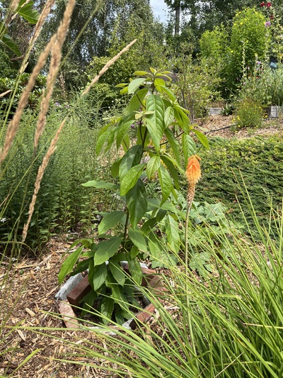 (August 3, 2025) Summer 2025 Update  -- Growing well 