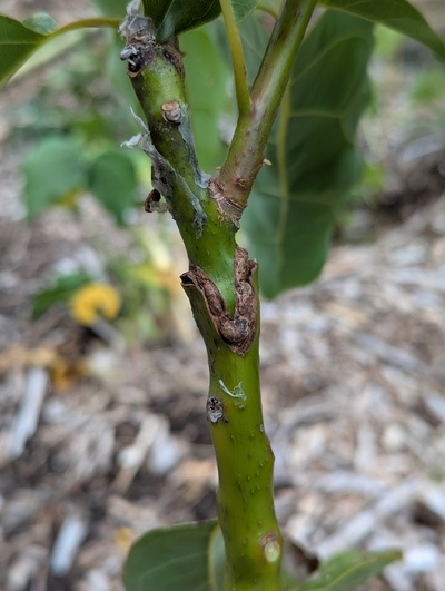 (photo taken August 17, 2025)