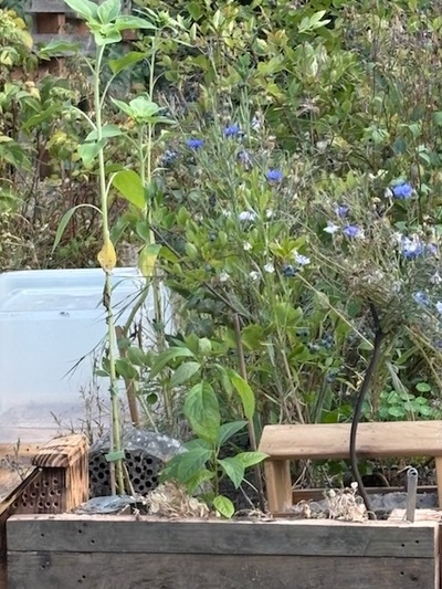 (September 1, 2025) Planting -- 536
8/24/2025
outside, north side of blueberry patch near mason bees.