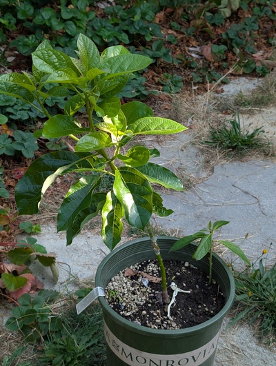 (September 3, 2025) Update -- The graft has done very well.