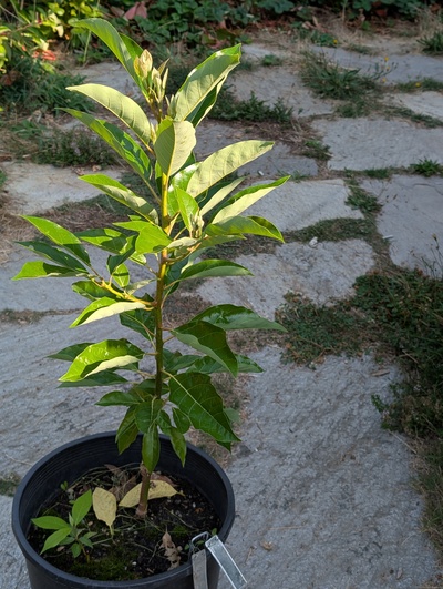 (September 3, 2025) Update -- The graft has done very well this year.