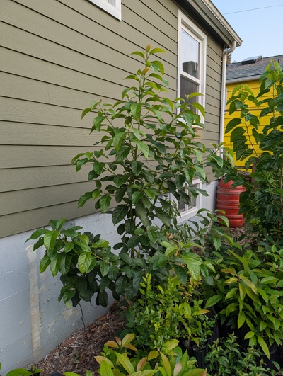 (September 12, 2025) Update -- Doing well, too