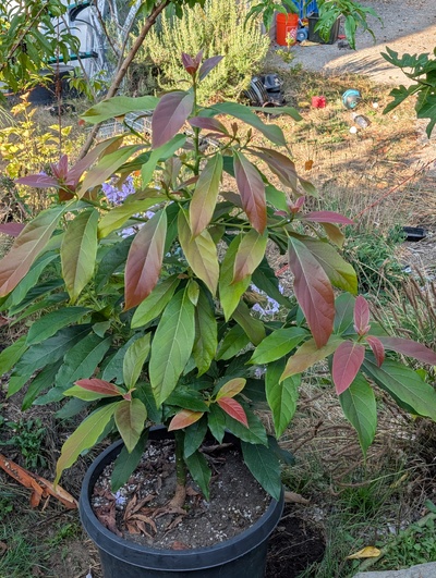 (September 18, 2025) Update -- Growing very well this year, will need to go in the ground in spring I think.