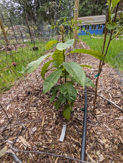 (September 18, 2025) Photo taken April 2025 -- Nice new growth. 