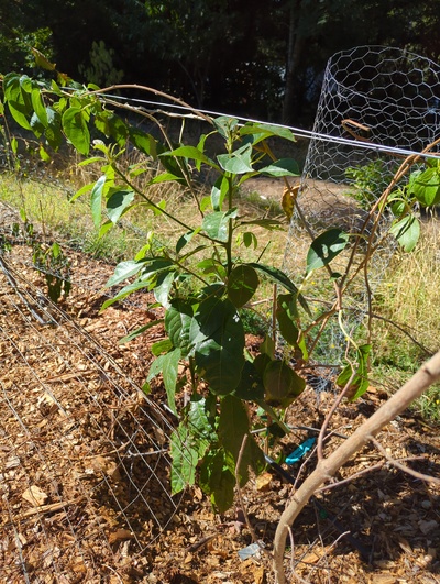 (September 18, 2025) Summer update -- Growing happily with its arctic kiwi companion plant. Lots of new shoots on this little guy. I think a deer took a bite off the top a few months back, though it didn't seem to like it much. This seems to have led to lots of side branching. 