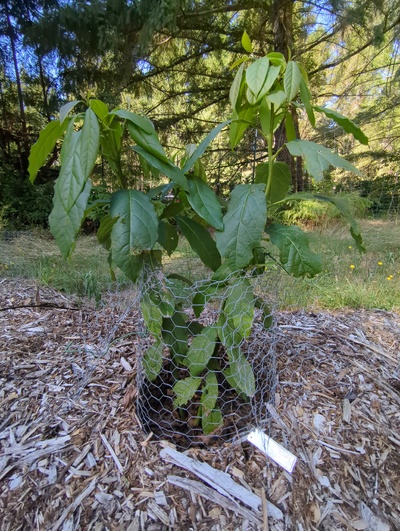 (September 18, 2025) Summer 2025 update -- Your wouldn't know the poor thing has been chewed almost to the ground a year ago. New branches are growing well. A deer nipped the top off one of the new branches, which has since formed a lot of side shoots. Deer don't seem to like the taste much which is fantastic. Fertilized with nitrogen in late spring.
Older leaves on this one also have whatever speckled damage all my other avocados have.