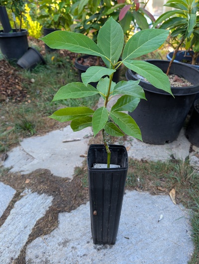 (September 22, 2025) Update -- One of the two grafts has grown well. The other failed.