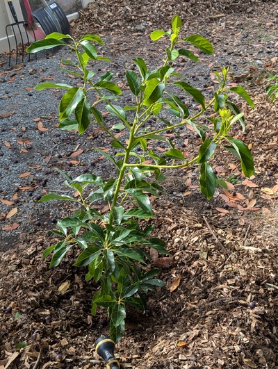 (September 28, 2025) Planted out -- Just planted it in the ground. The graft has grown well this season, too. The roots were slightly damaged by unpotting, hopefully it's ok.