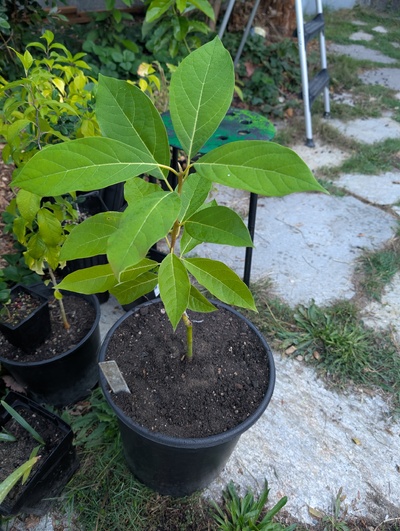 (October 6, 2025) Potted up -- It was potted up last night, roots seemed healthy and not too rootbound despite being in there a bit longer than ideal.