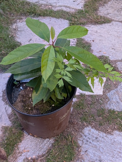 (October 9, 2025) Update -- Has grown well, but so has the lovage in the same pot.