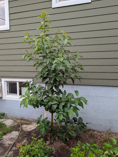 (October 9, 2025) Update -- Cleared some space around it. Still growing a vigorous fall flush.