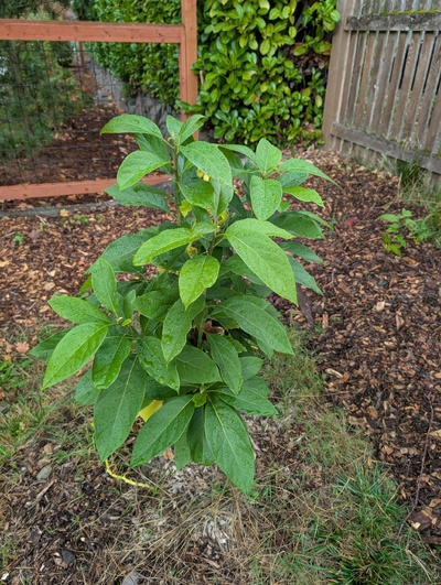 (October 9, 2025) Update -- Doing very well this year.