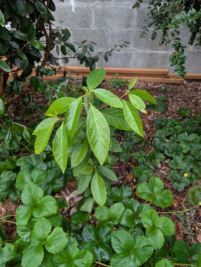 (October 9, 2025) Update -- Has not grown a lot this year, but may have some root competition issues.