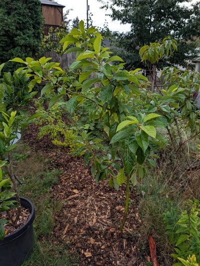 (October 9, 2025) Update -- Graft of Del Rio has grown well, no new shoots from the rootstock.